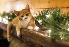cats animals 1920x1200 wallpaper Art HD Wallpaper